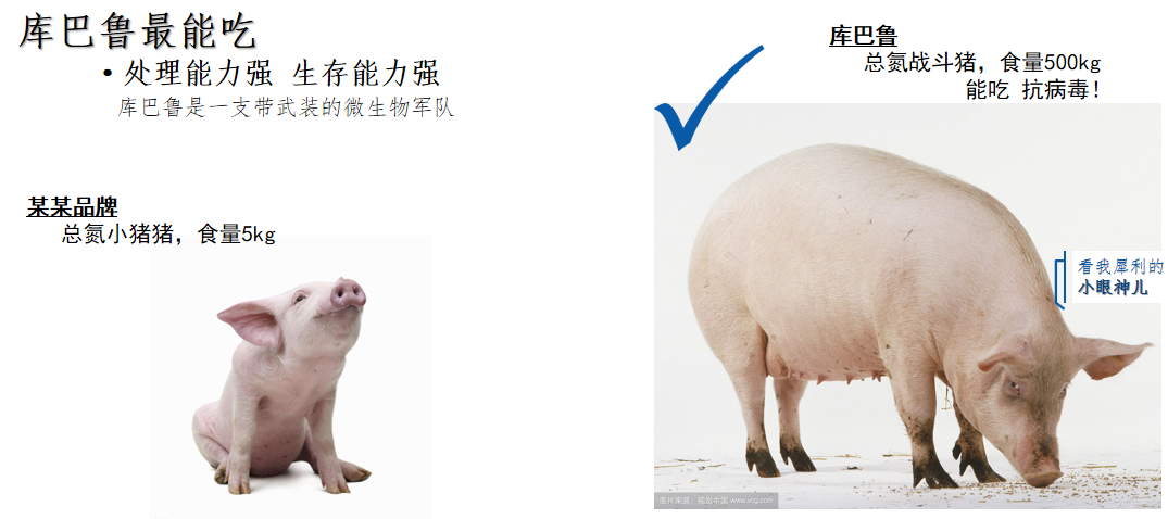 库巴鲁微生物小猪猪